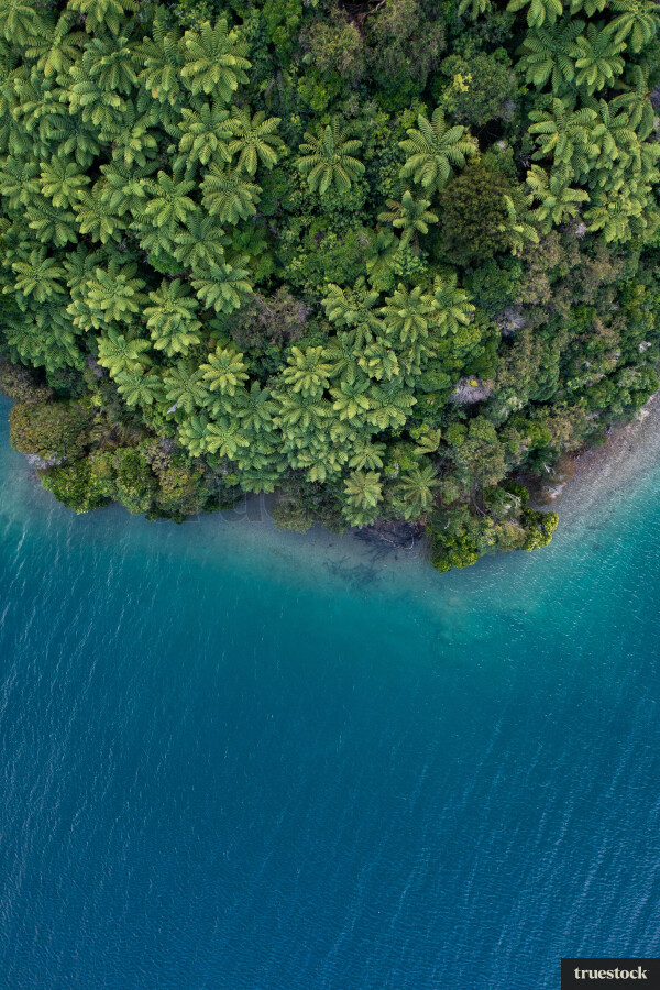 Aerial of forest and ocean