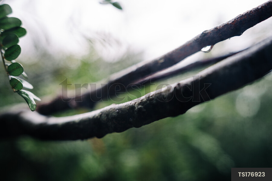 Close-up of droplets on a Kowhai tree