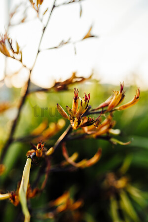 Yellow Flowers