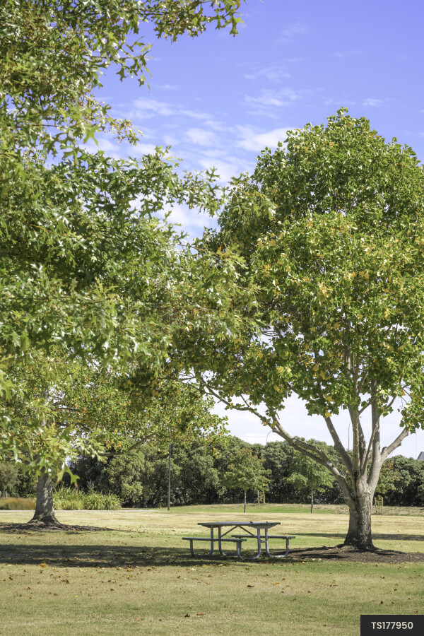 Scenic landscape of lush park with outdoor furniture