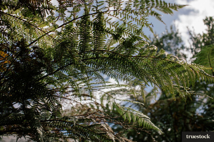 Fern Tree