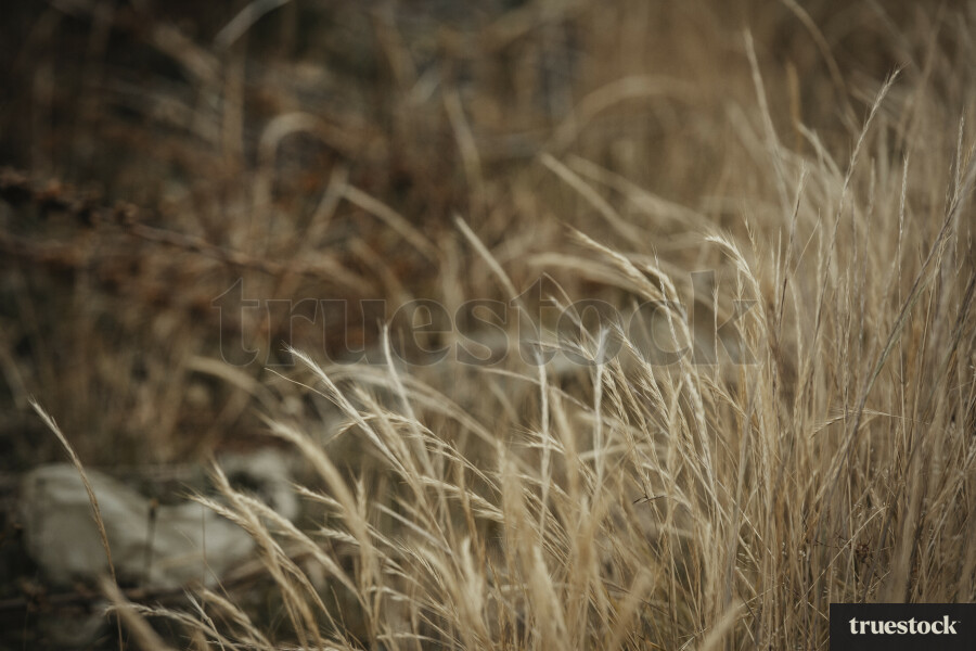 Tussock