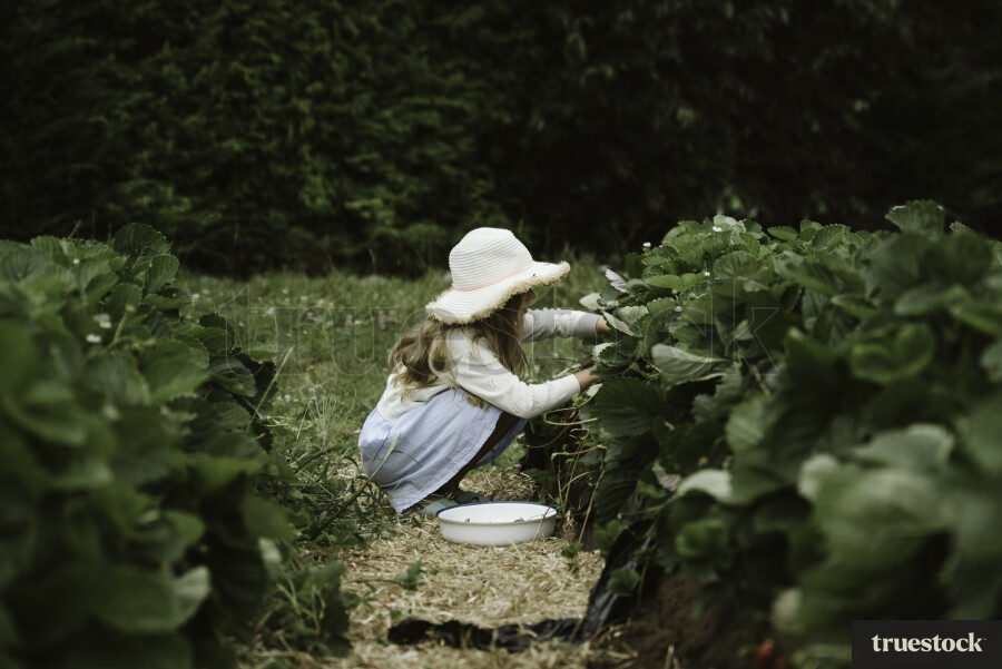 Girl Picking Strawberries