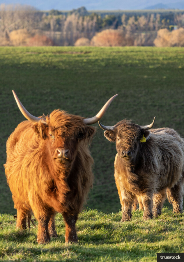 Highland Cows