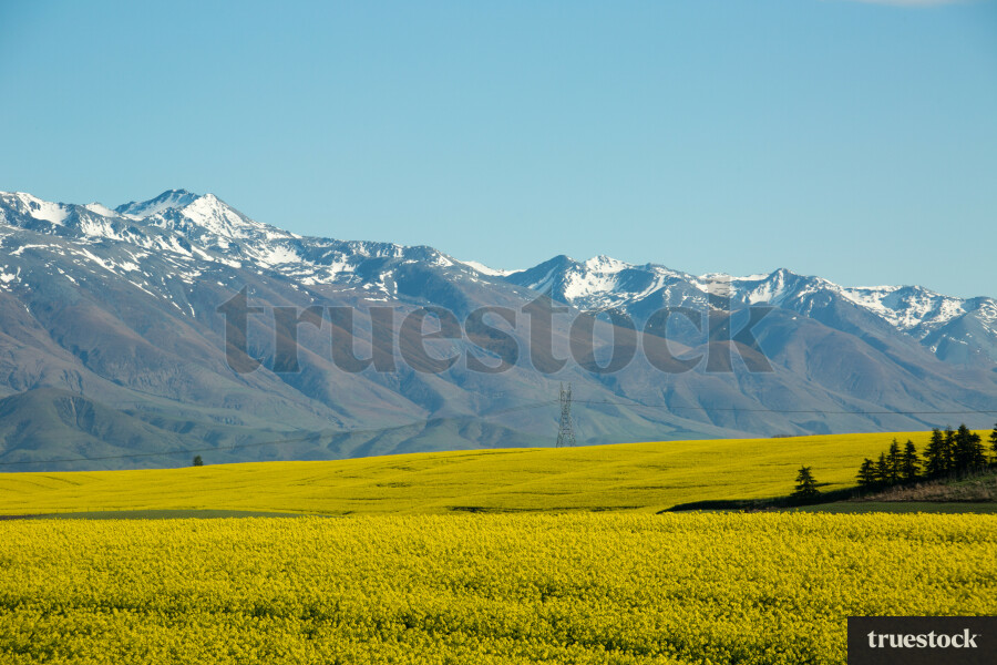 Rapeseed canola oil field in the countryside