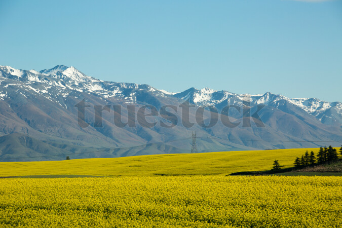 Rapeseed canola oil field in the countryside