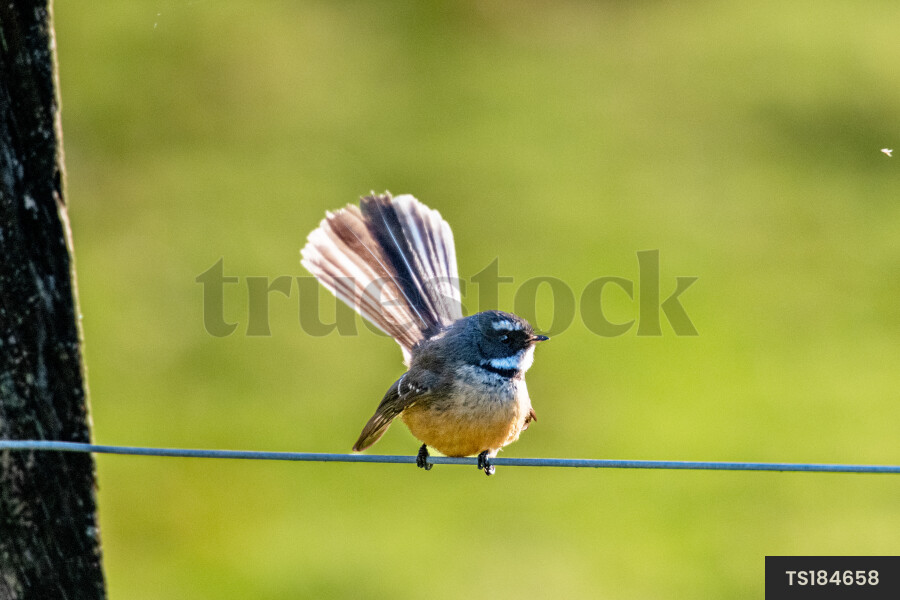 Bird on Wire