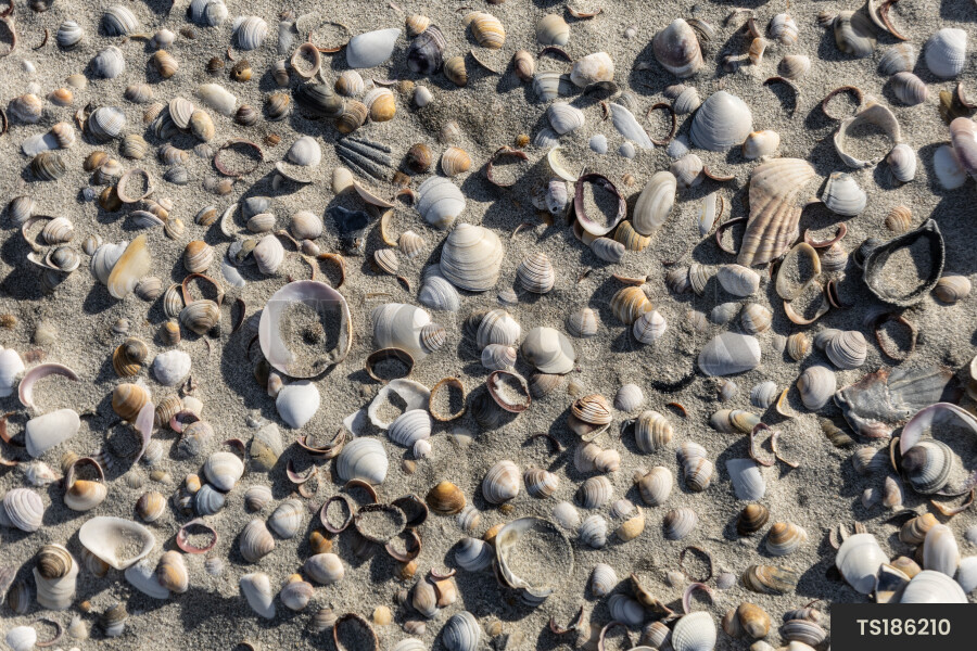 Seashells on beach