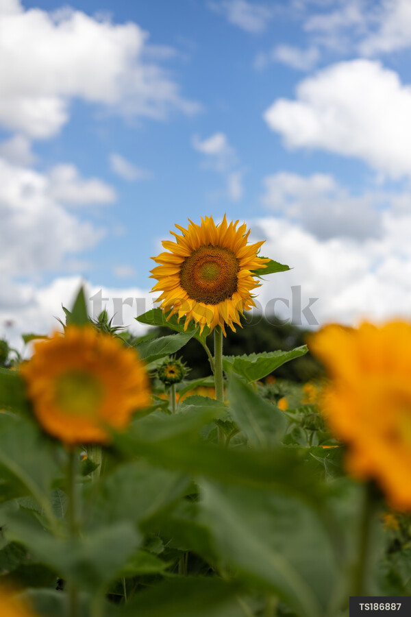 Sunflowers on farm