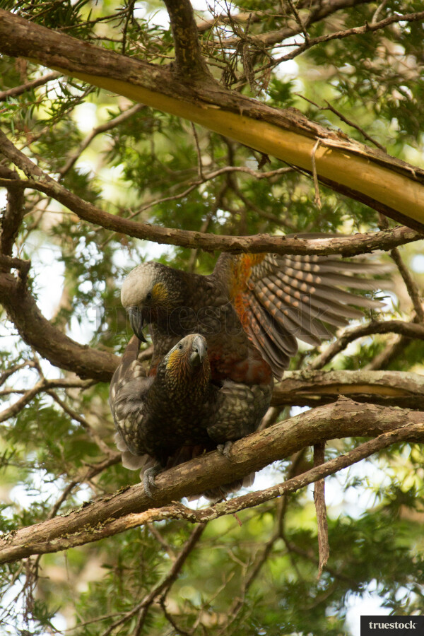 Kea sitting on tree