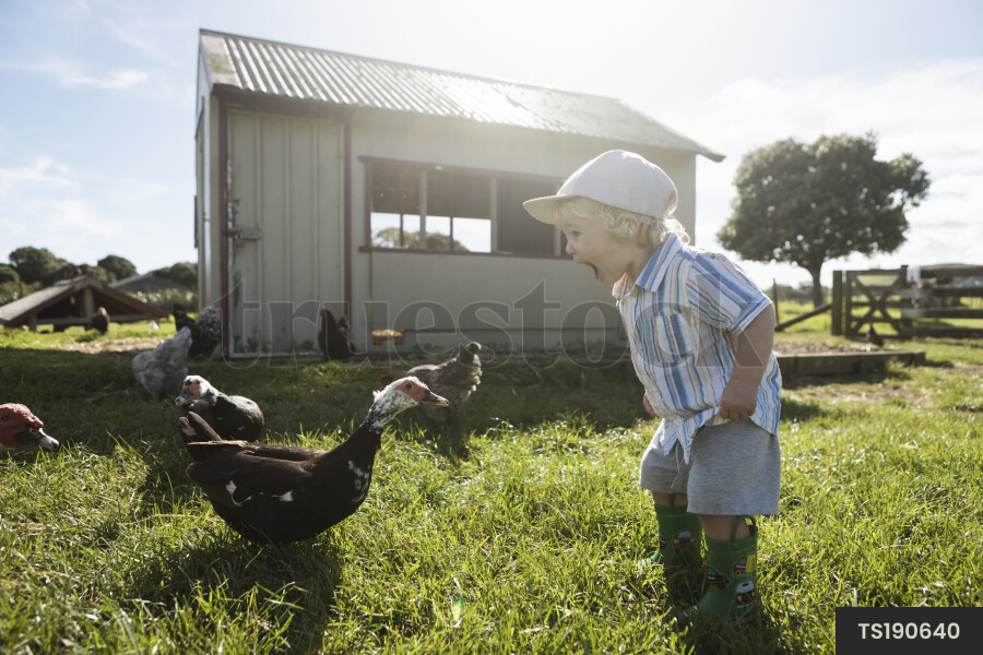 Boy With Chickens on Farm