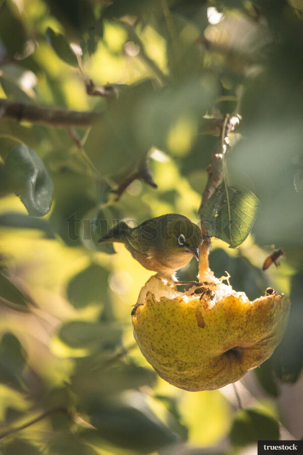 Silvereye in a tree