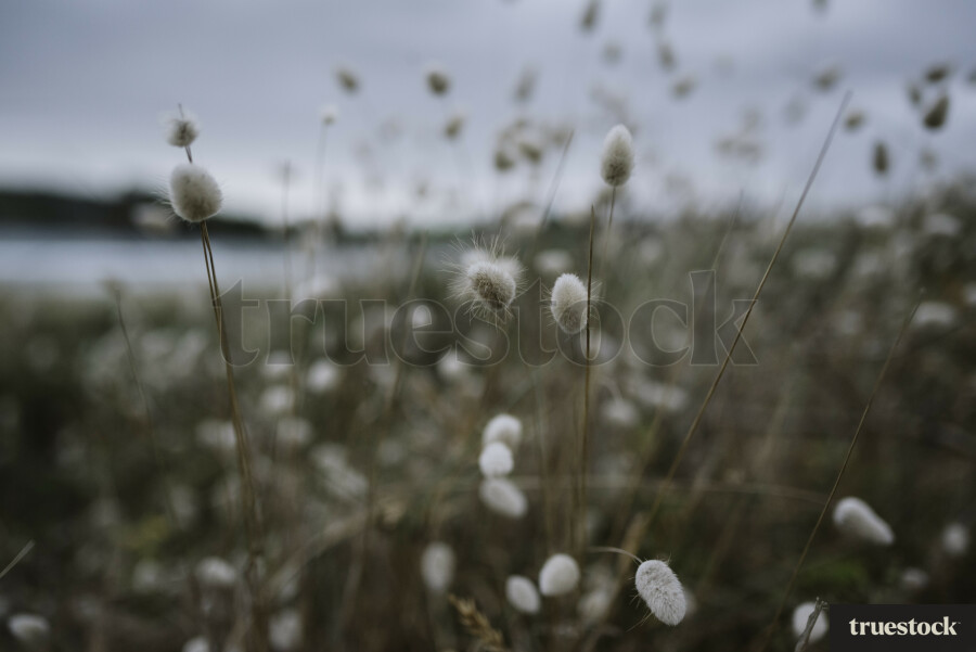 Bunny Tails at Omaha Beach
