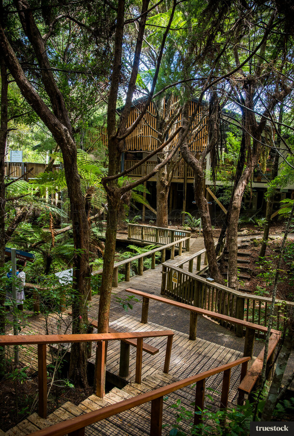 Forest walkway through native forest