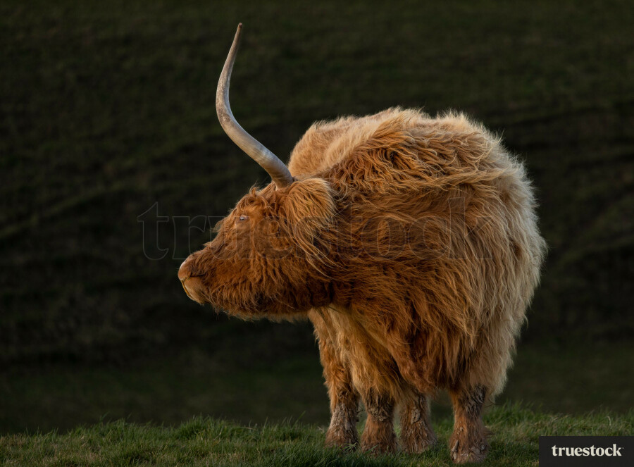 Highland Cows