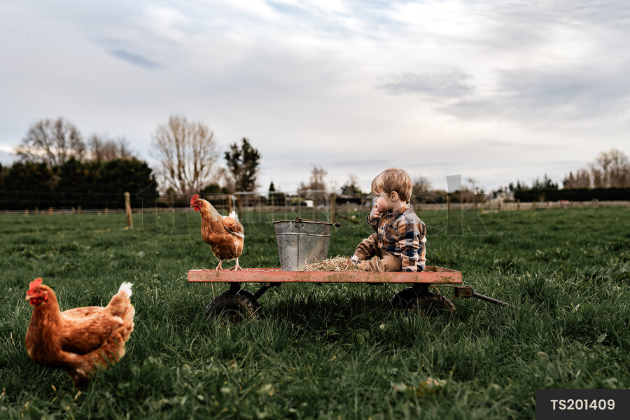 Boy sitting on cart with chickens on farm