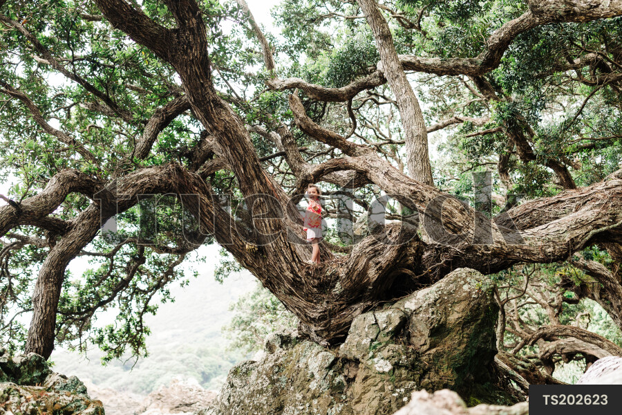 TS202623 Maori girl standing in ancient pohutukawa tree by Erica ...