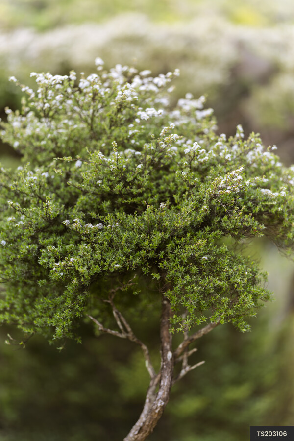 Branch of Manuka tree