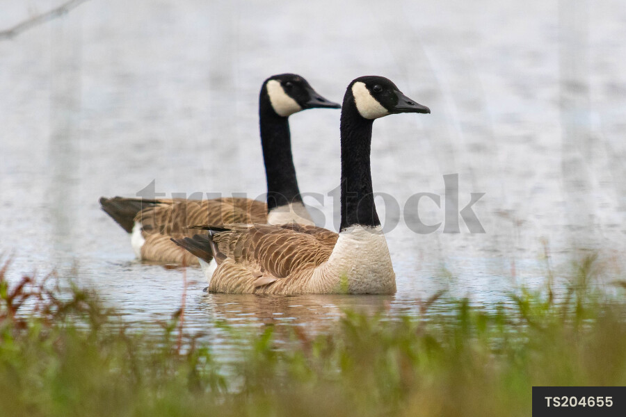 Ducks swimming in rippled lake with reflection