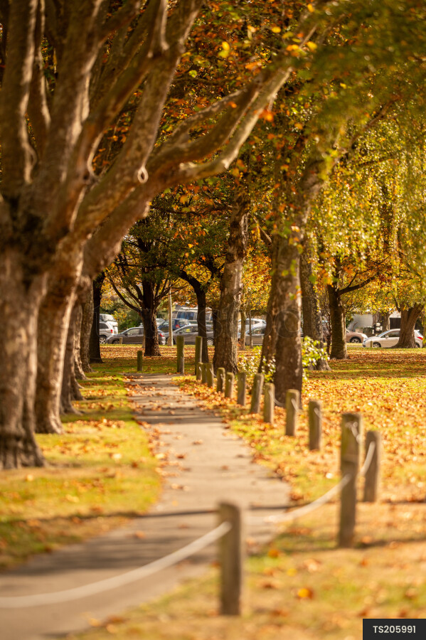 Hagley Park in autumn