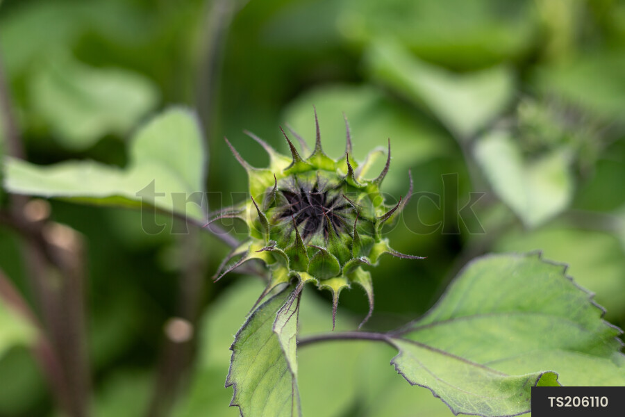 Sunflower bud