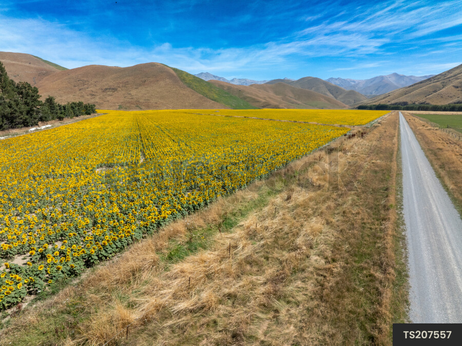 Sunflower field and hills in Fairlie, Canterbury