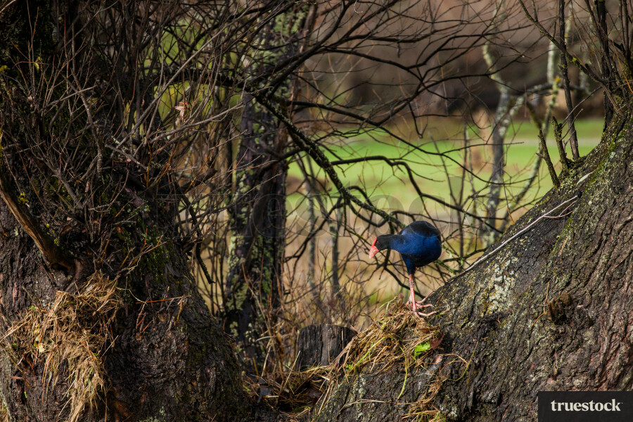 Pūkeko walking through trees