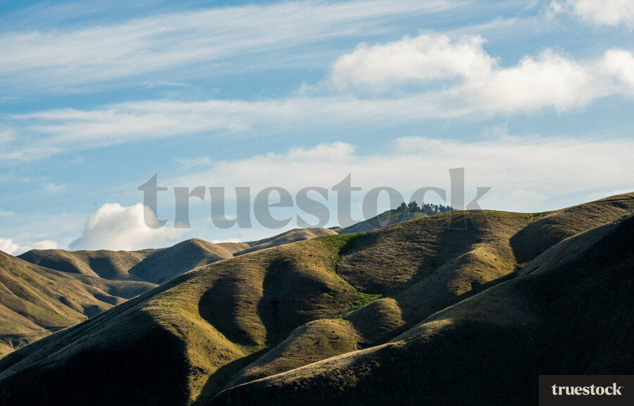 Wellington Landscape