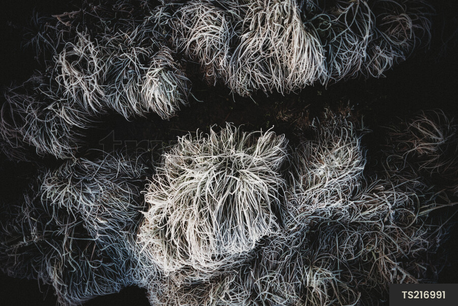 Top view of frost on grass