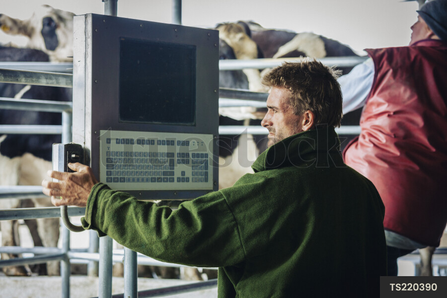Farmer With Milking Machinery