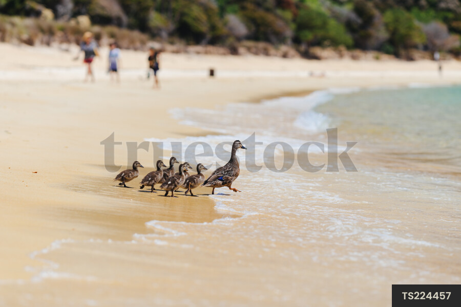 Ducks wading in water at beach 