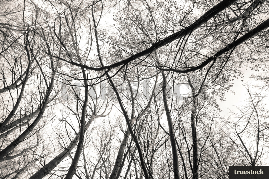 low angle shot looking up at tall skinny trees