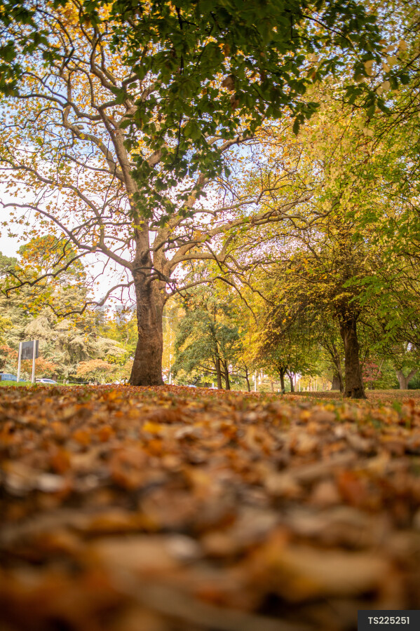 Hagley Park in autumn