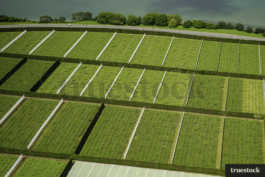 Kiwifruit Orchards From Above