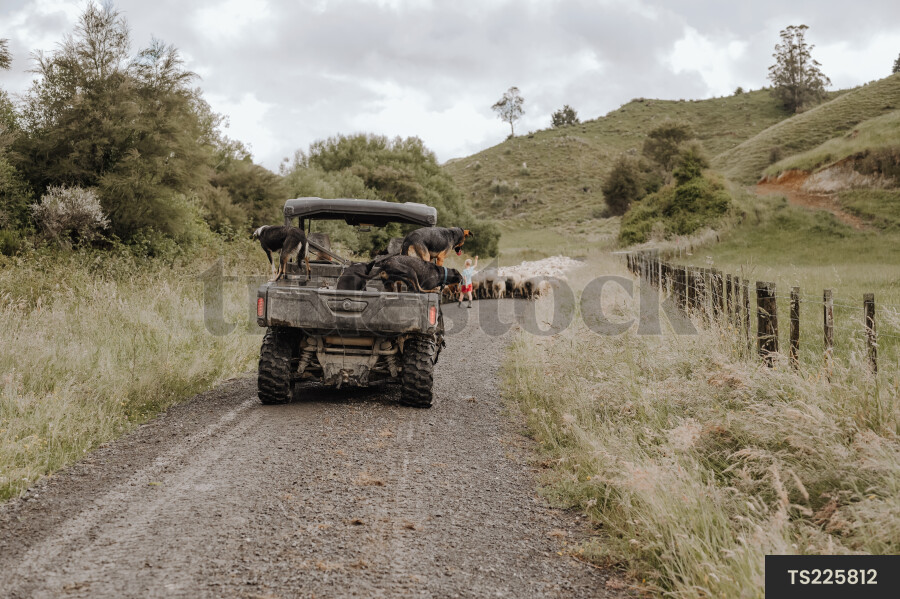 ATV with Dogs on Farm