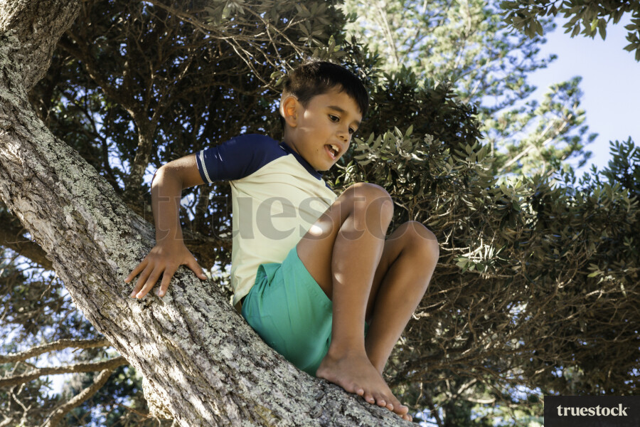 Boy Climbing a Tree