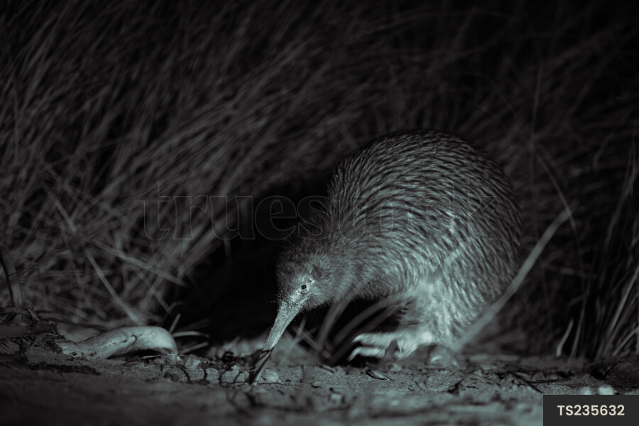 Kiwi in Steward Island