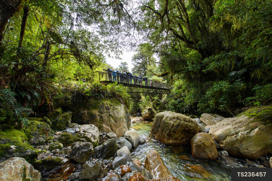 Bridge over stream in forest