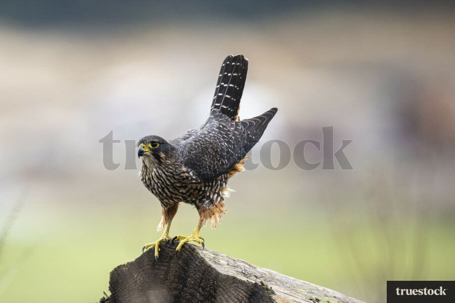Falcon ready to fly