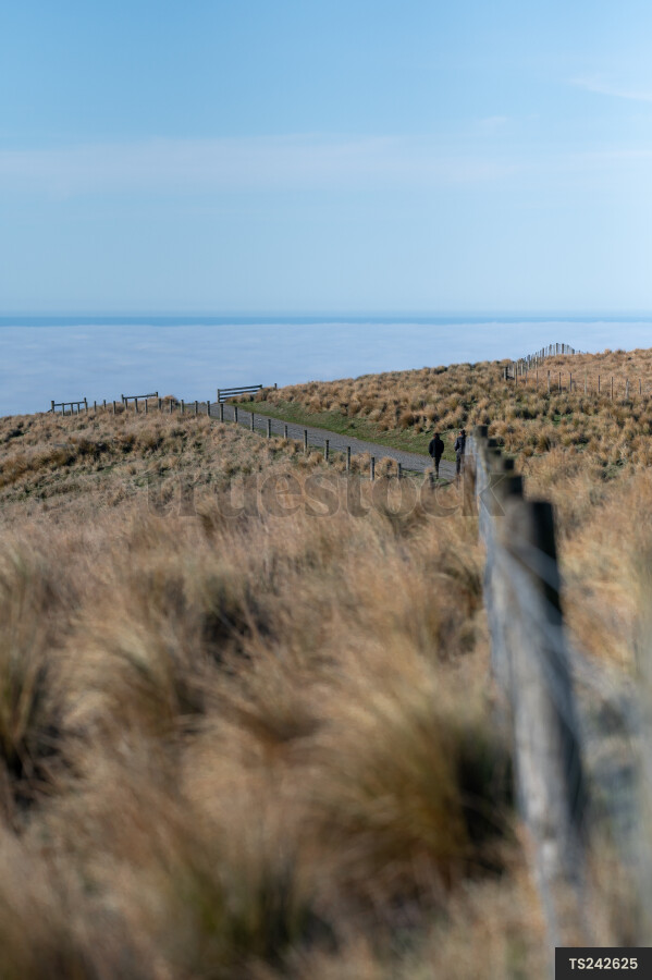 Tussock grass and fence on hill