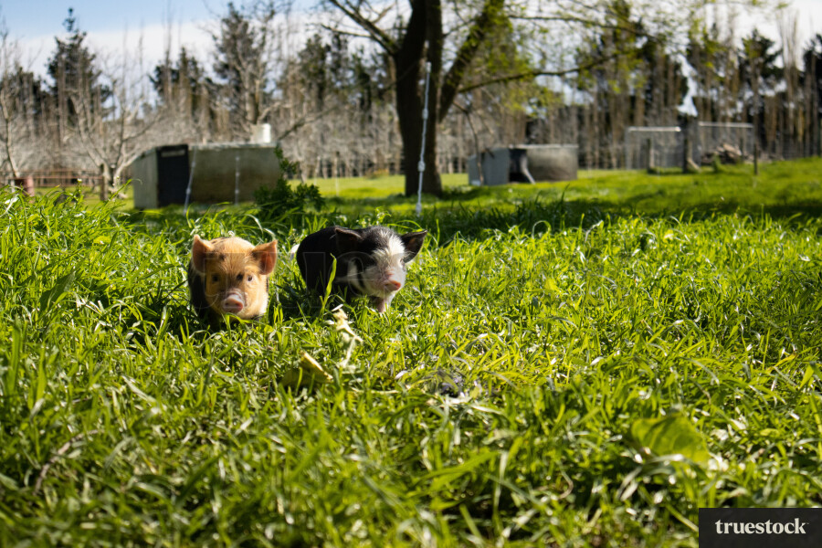 Kunekune pigs