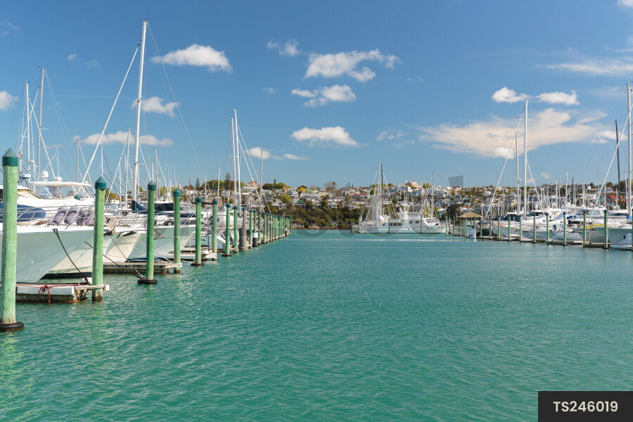Marina in Auckland