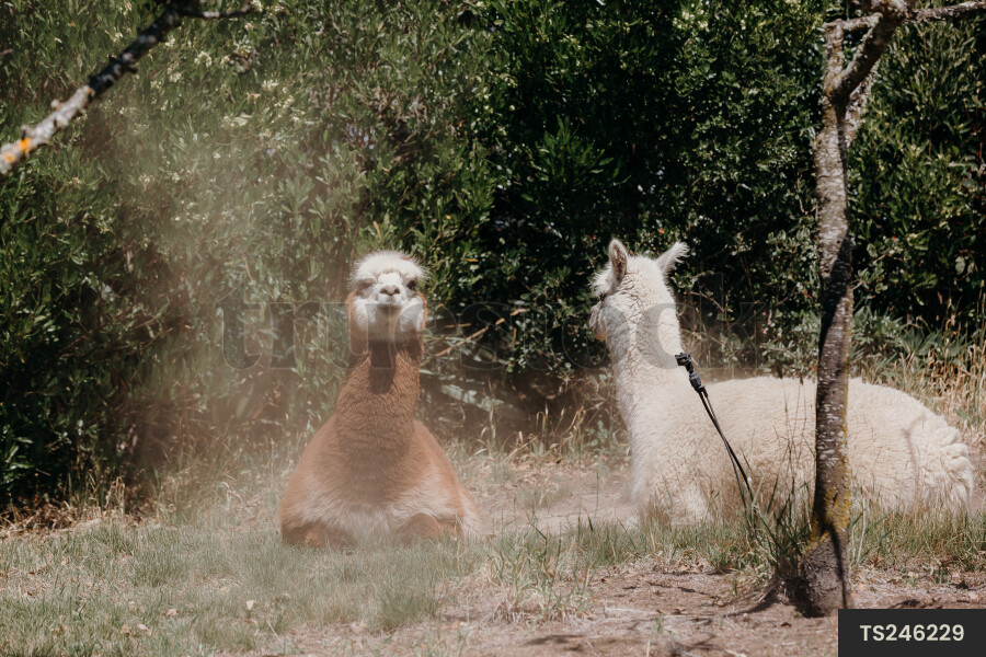 Llamas in field on farm