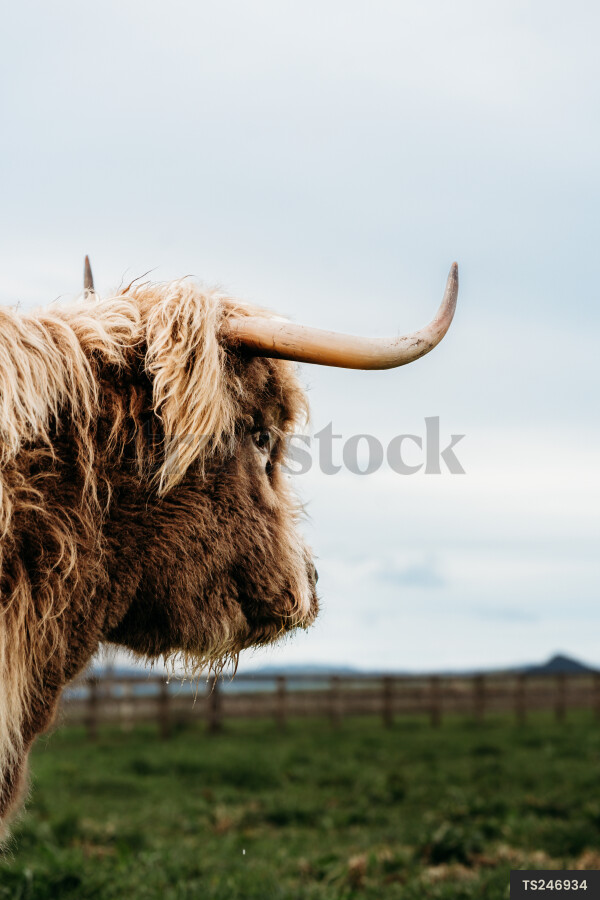 Highland cow on farm