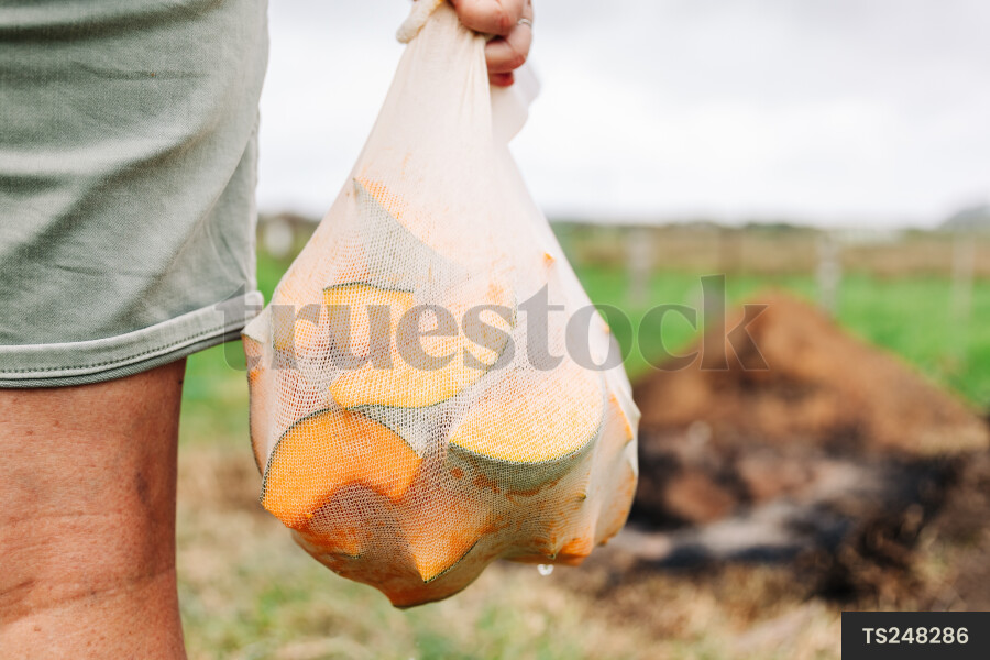 Close-up of man holding pumpkin in cloth for hangi