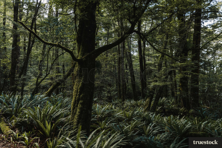 Native trees and plants in the forest