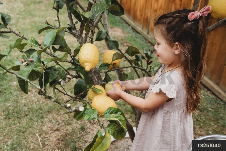 Young Girls Picking Lemons From Tree