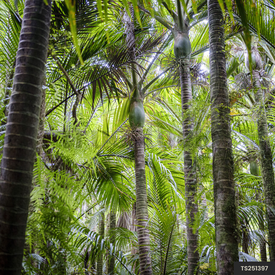 Nikau palm trees in forest