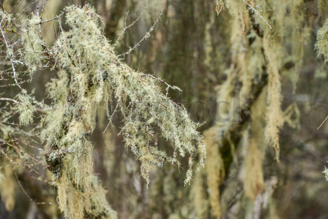 Moss growing on branches