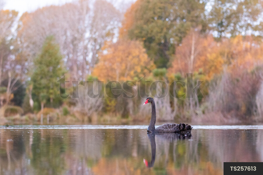 One black swan swimming in lake with reflection